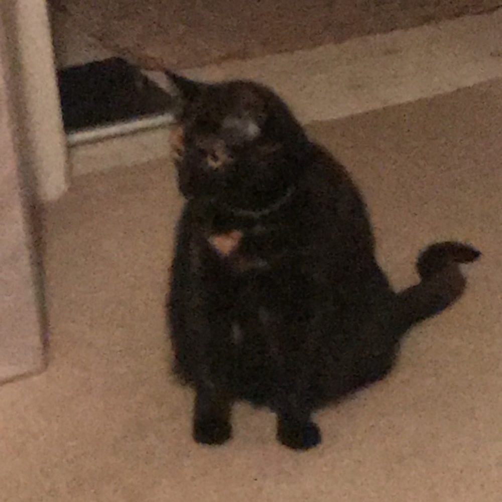 Meet your Posher, Katie